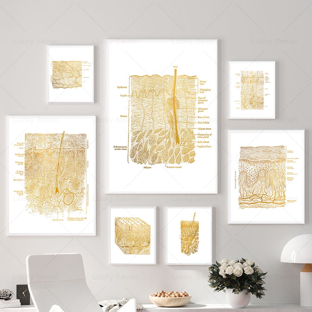Skincare Ls - Skin Care Anatomy Posters Dissection Histology