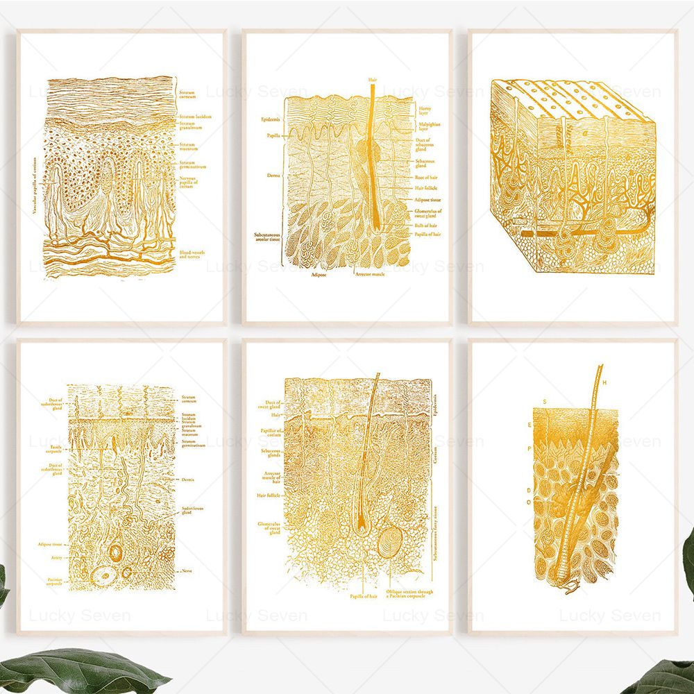 Skin Care Anatomy Posters Diss - Skincare Ls ulasan dan harga