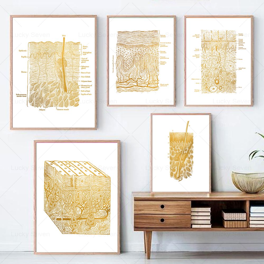 Skin Care Anatomy Posters Diss - Skincare Ls ulasan dan harga