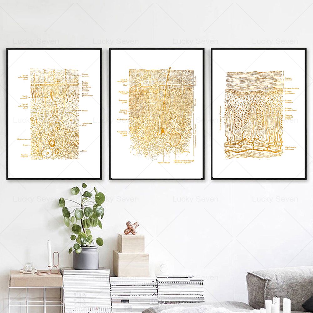 Skin Care Anatomy Posters Diss - Skincare Ls ulasan dan harga